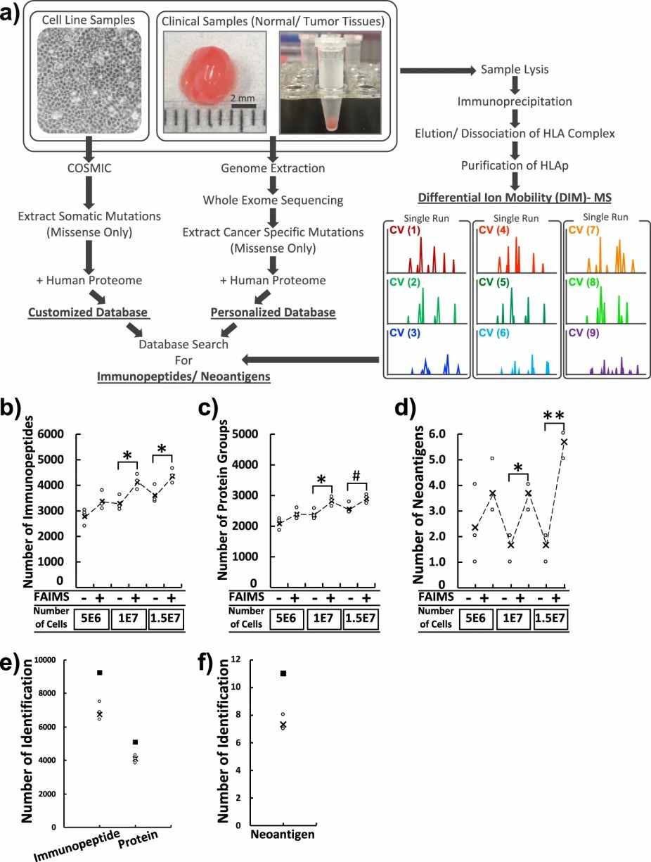 A schematic workflow of immunopeptidomics.