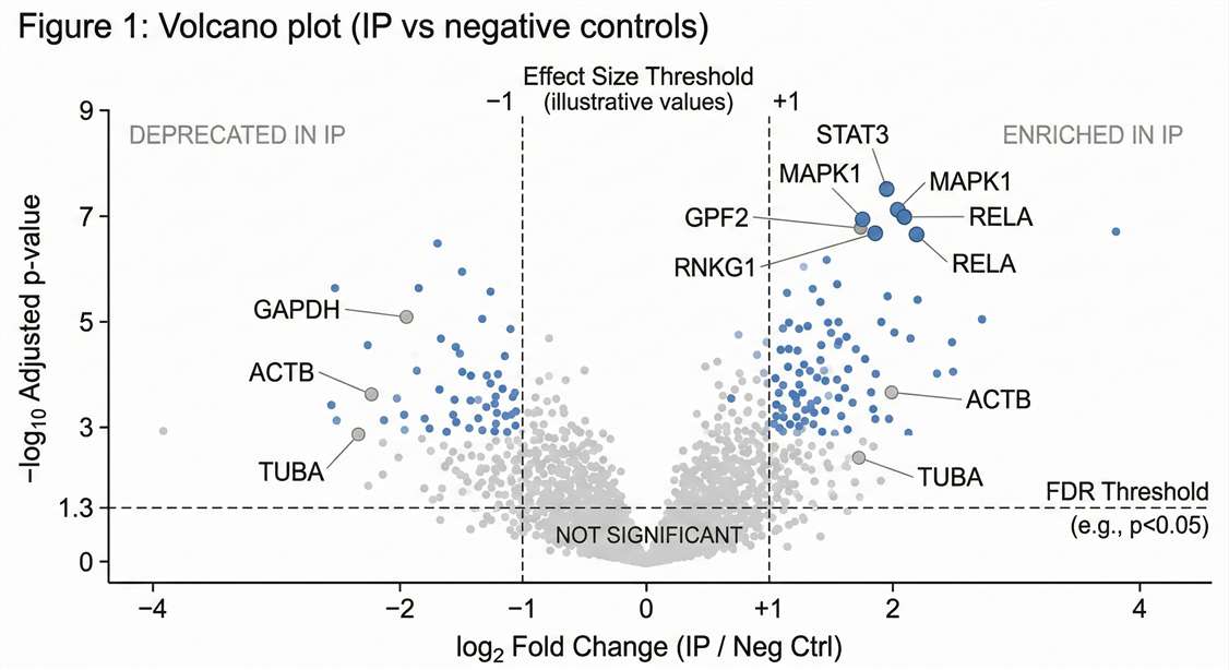 A professional scientific volcano plot illustrating protein enrichment in IP versus negative controls.