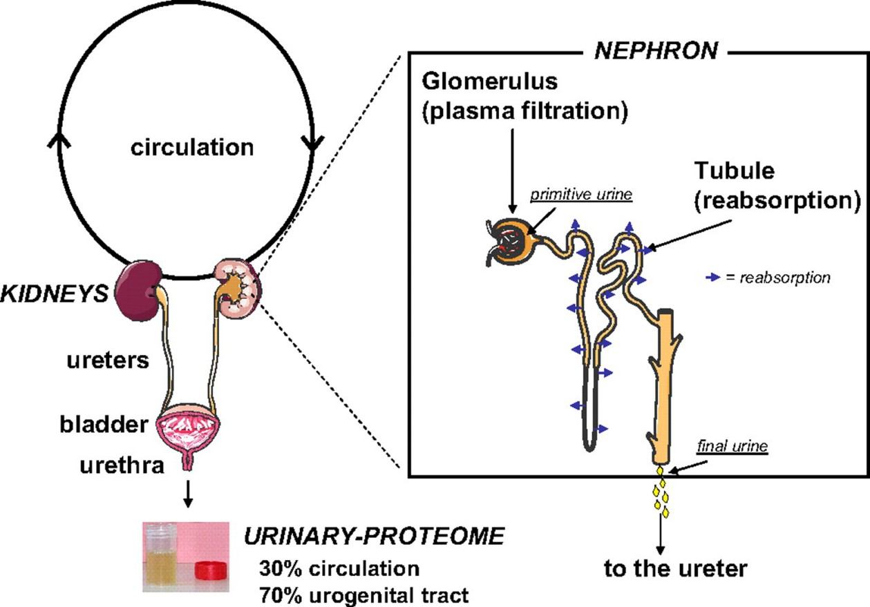 Production process of urine.