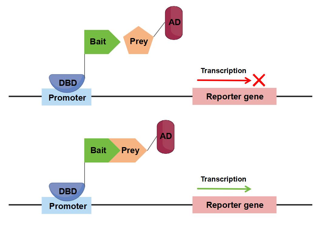 The Y2H system is used to detect PPIs.