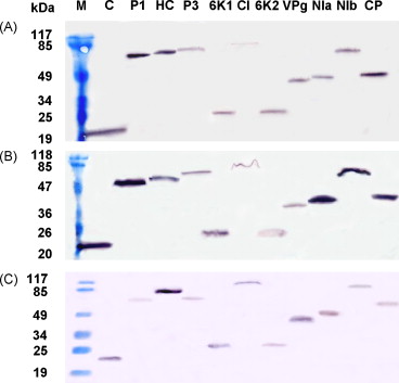 Western blot analysis confirming the expression of the AD and BD fusion proteins.