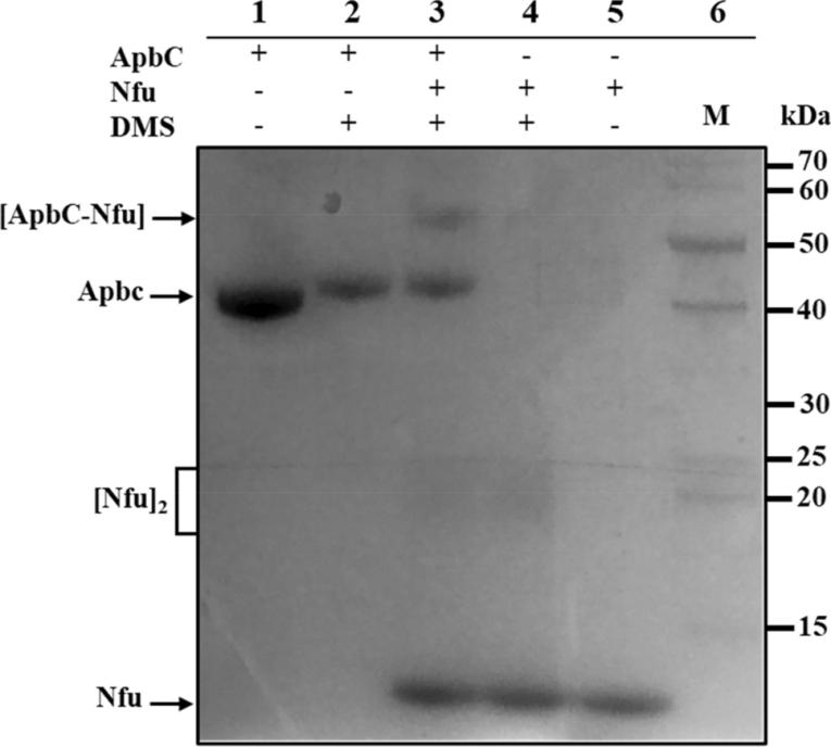 Gel picture showing interactions between proteins.