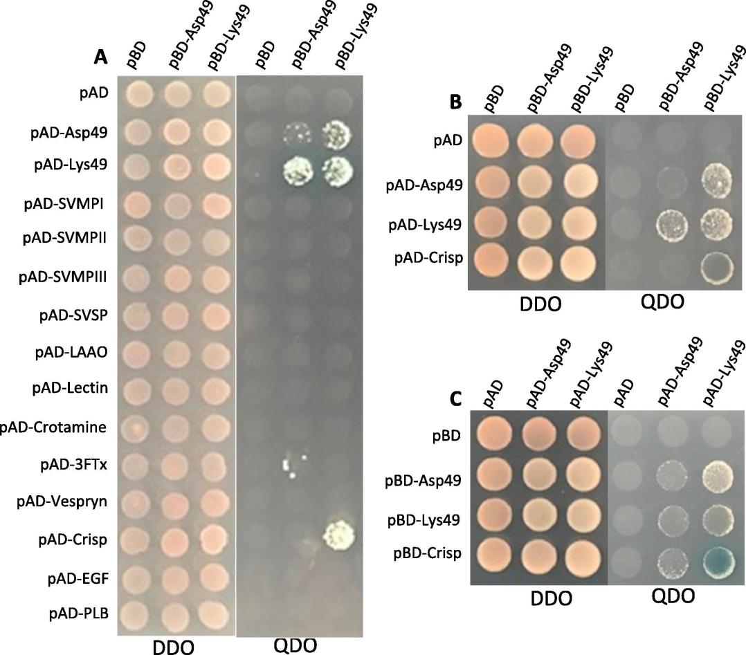 Yeast two-hybrid analysis.