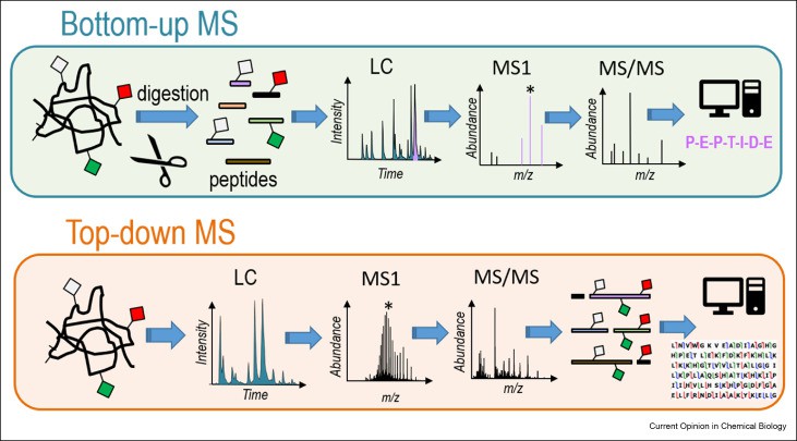 How to Analyze Protein Disulfide Bonds