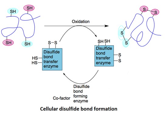 What is a Disulfide Bond in Proteins