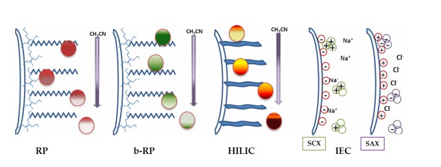 Fig. 1 The most common stationary phase interactions in Liquid Chromatography for peptide separation used as first dimension in Proteomics.