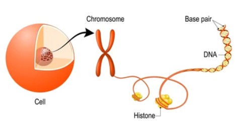 Histone Isolation and Enrichment Service