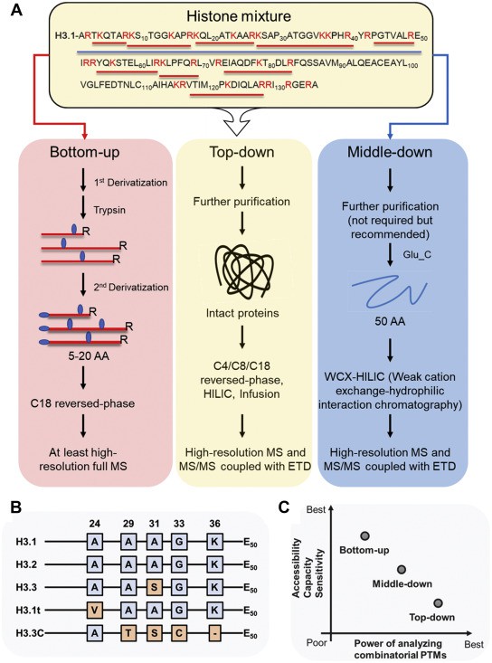 Fig. 1 MS-based proteomics analysis of histone PTMs.