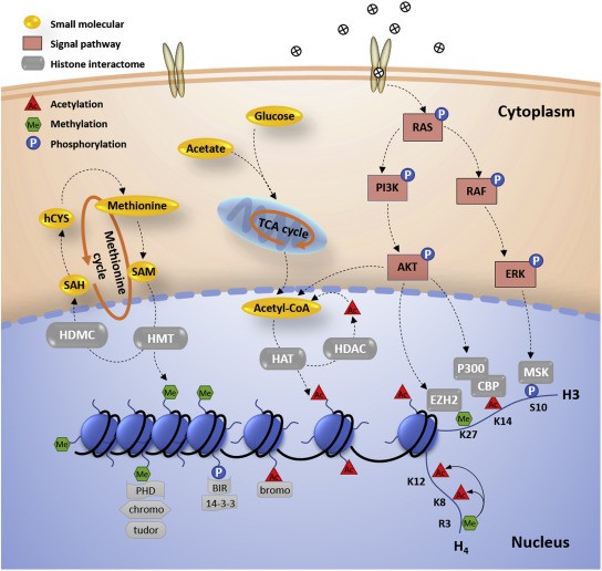 Fig. 1 Histone PTMs in epigenetic regulation.