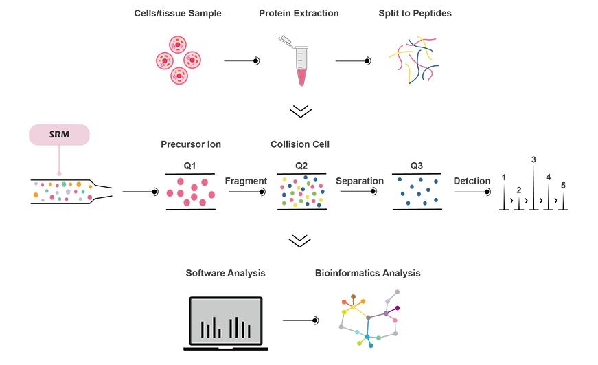 MRM Targeted Quantitative Proteomics Technical Workflow