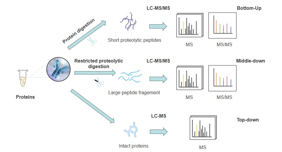 The service offering at Creative Proteomics