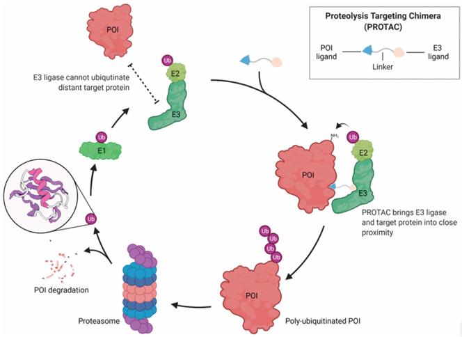 Figure 1 PROTACs use the UPS to induce targeted protein degradation