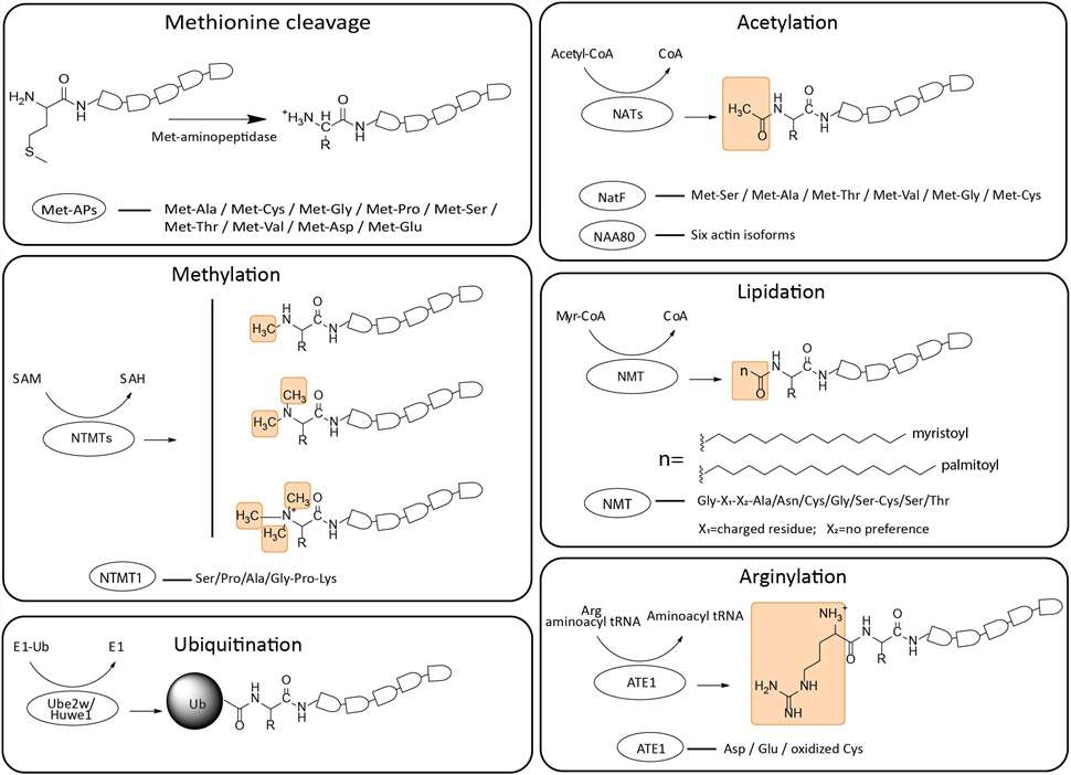 Fig. 1 Schematic representation of structural formulas and enzymatic preferences of N-terminal modifications.