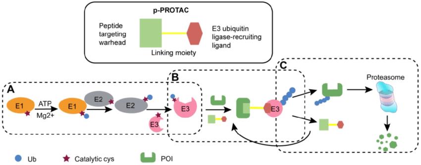 PROTAC Efficacy Evaluation Service Using Ubiquitination Proteomics