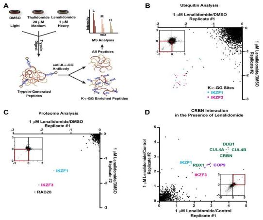 Ubiquitination Proteomics Service Workflow