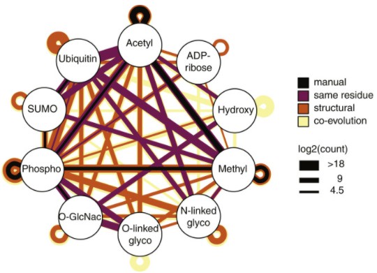 Post-Translational Modification Crosstalk Prediction Service