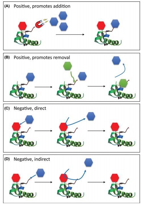 Post-Translational Modification Crosstalk Prediction Service