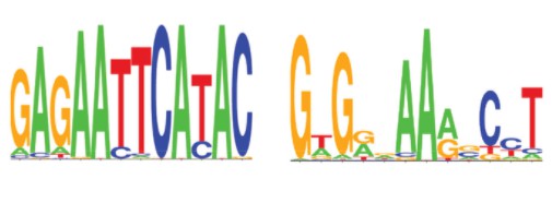 Fig.1 Motif analysis of the SUMO binding regions.