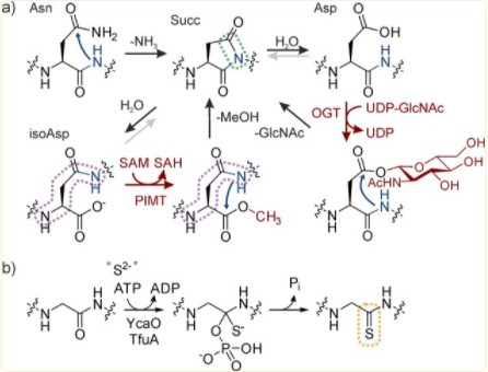 Fig. 1 Installation of backbone modifications by spontaneous and enzymatic pathways.