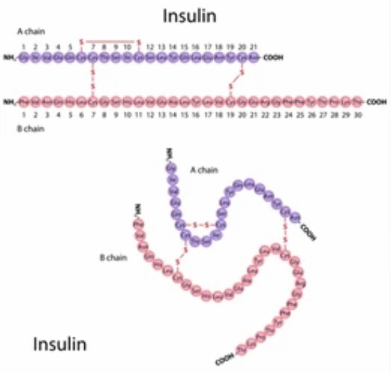 Protein Disulfide Bond Analysis Service