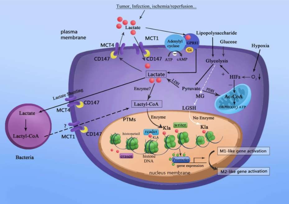 Fig. 1 Lactate acts as a signaling molecule to stimulate gene transcription via histone lysine lactylation in M1 macrophages.