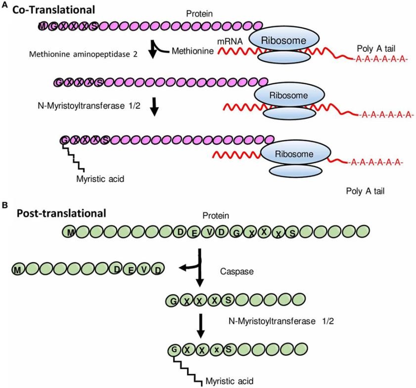 Fig. 1 Schematic representation of N-myristoylation of proteins. (A) Cotranslational protein N-myristoylation. (B) Posttranslational protein N-myristoylation.