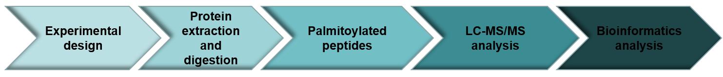 Workflow of protein palmitoylation analysis