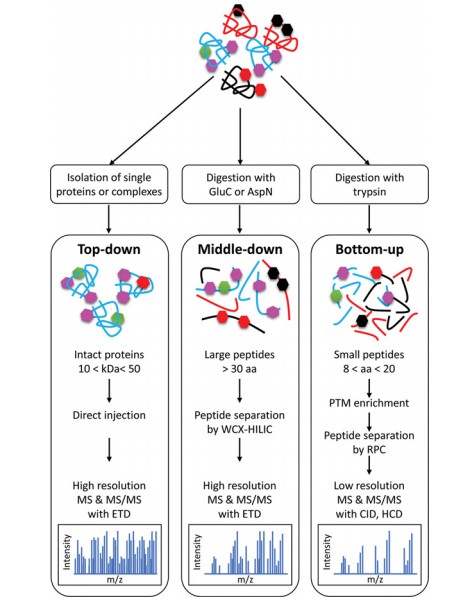 Fig. 1 Detection of PTMs by top-down and bottom-up MS approaches. (Smith, Lauren Elizabeth, and Adelina Rogowska-Wrzesinska, 2020)