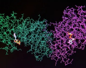 Protein Post-Translational Modification Crosstalk Analysis Service