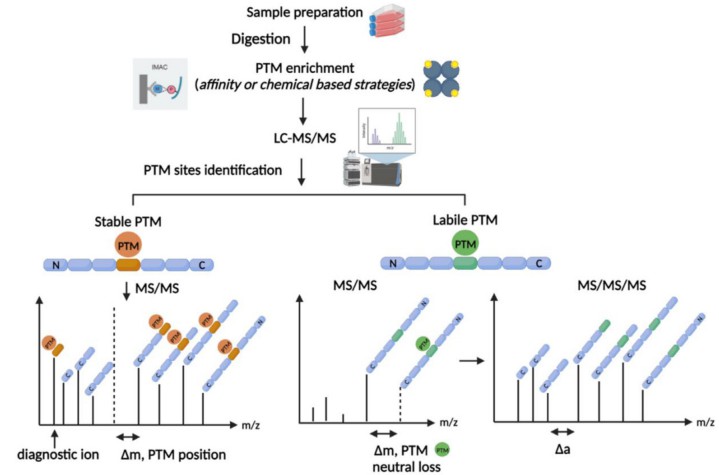 Fig. 1 MS/MS fragmentation of PTMs.