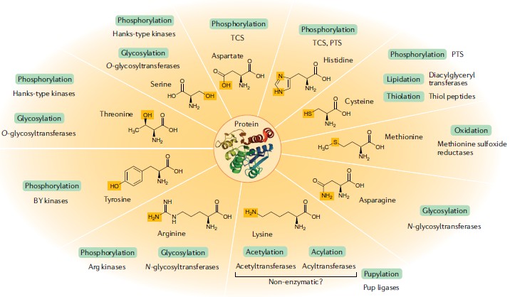 Fig. 1 Protein modifications in bacteria.