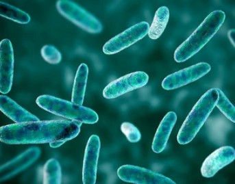 Research on bacterial protein PTMs