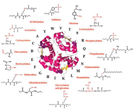 Fig.1 Post-translational modifications of proteins: biomarkers and therapeutic targets for diabetes related complications.