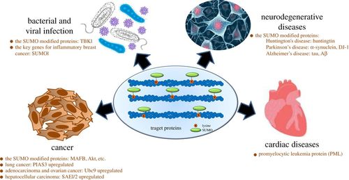 Fig. 1 Relationship of SUMO-modified proteins with different diseases.