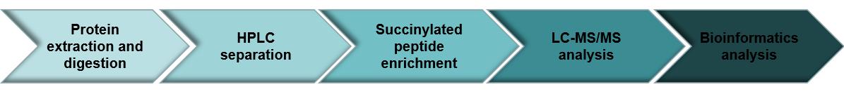 Workflow of protein succinylation analysis