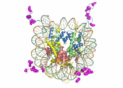 Fig. 1 Histone modifications.