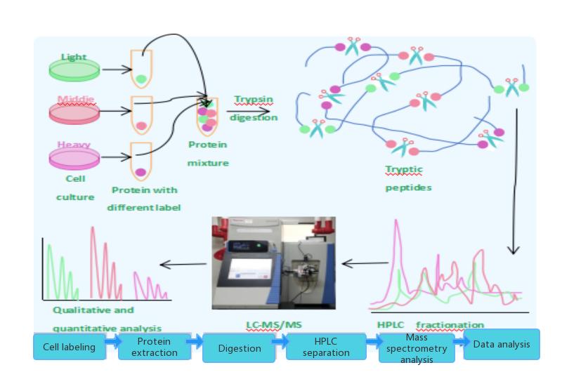 SILAC Service For Evaluating Protac Efficacy