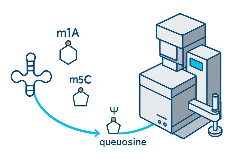 Absolute Quantification of tRNA Modifications from Low-Input Samples — tRNA Modification LC-MS Analysis