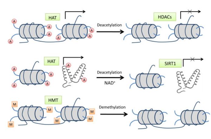 Histone modification pathways.