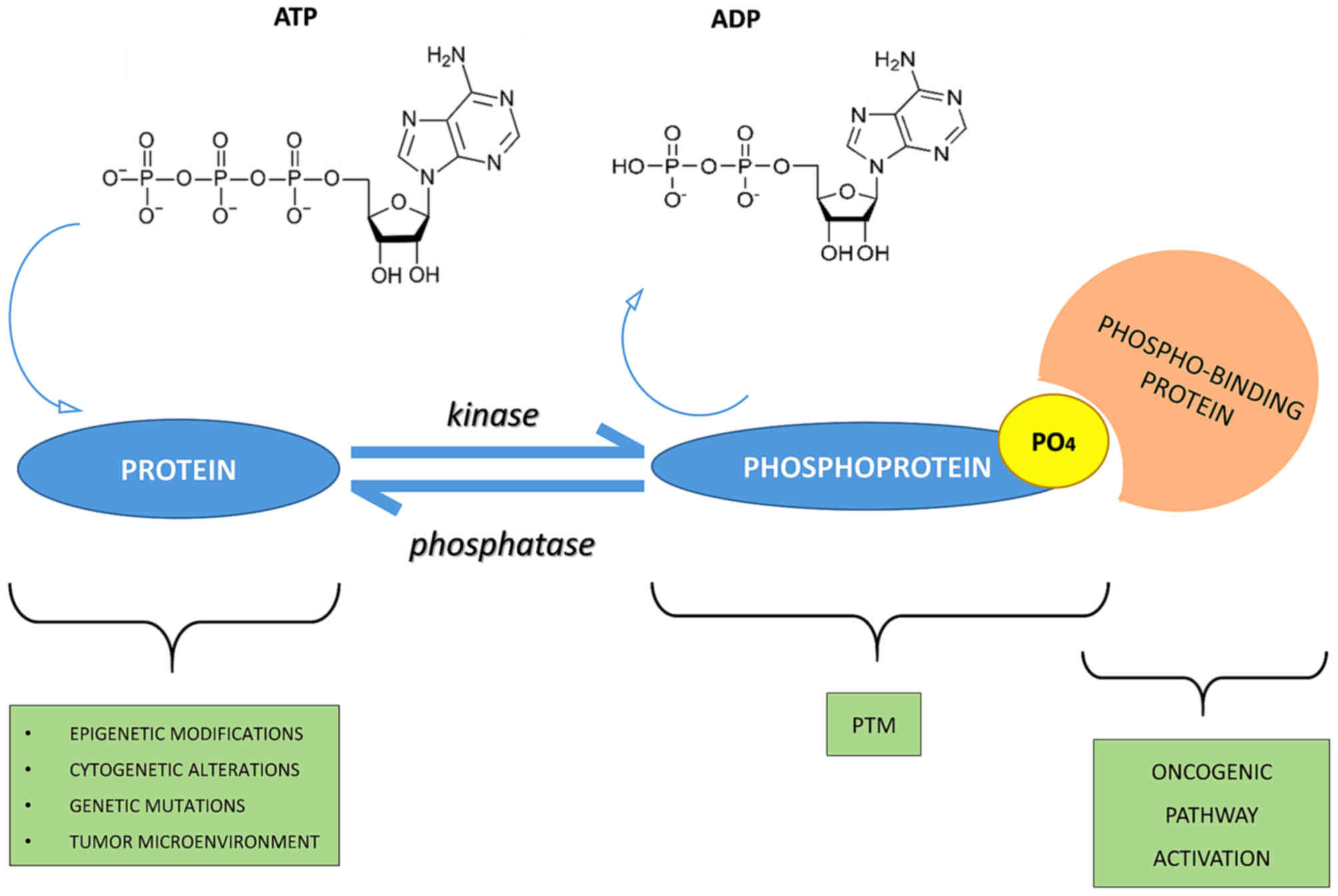 Phospho-signaling networks