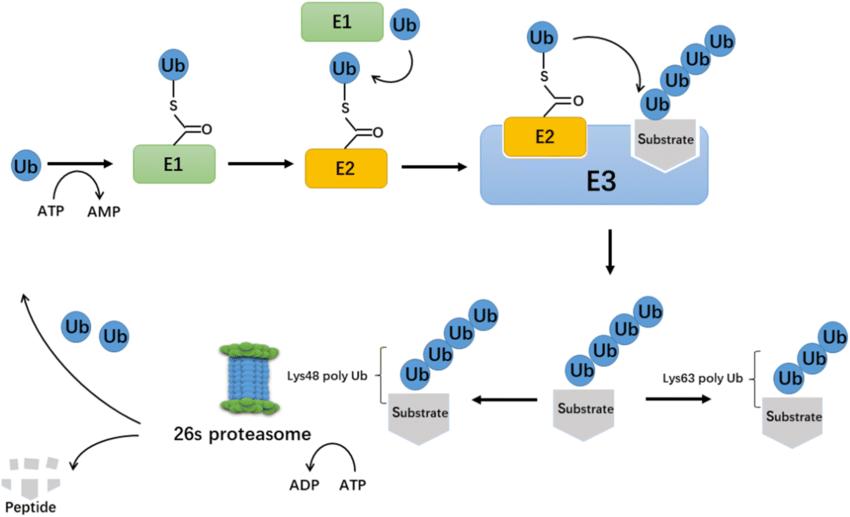 The process of ubiquitination.