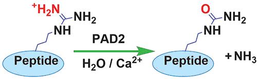 Citrullination reaction catalyzed by PAD2