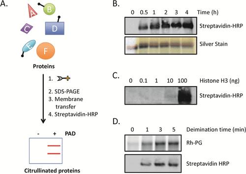 Using biotin-PG to visualize protein citrullination