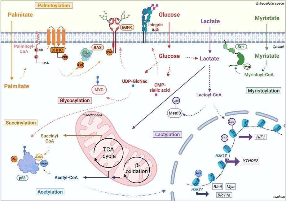 Exploring the Link Between Metabolism and Post-Translational Modifications