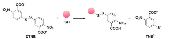 Figure 1. Principle of Thiol Detection Using the Ellman Method