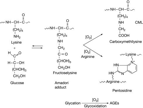 Pathway for glycation of protein.