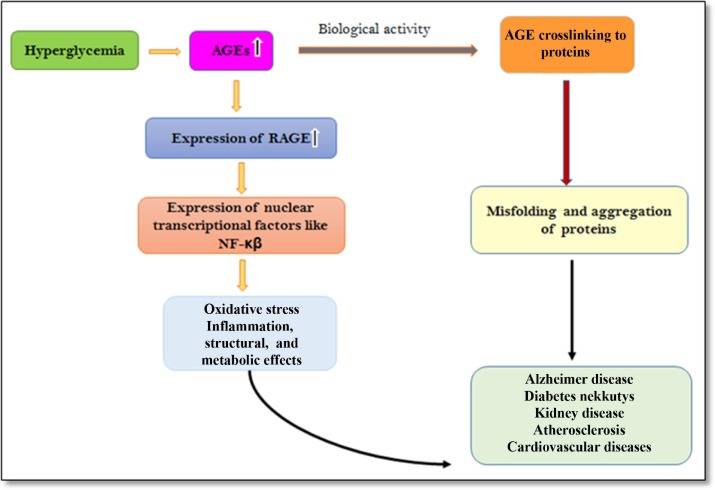 Mechanism of action of advanced glycation end products (AGEs).