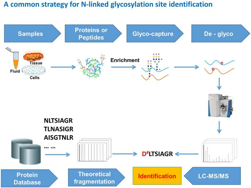 The most commonly used workflow for N-linked glycoprotein and glycosylation site identification.