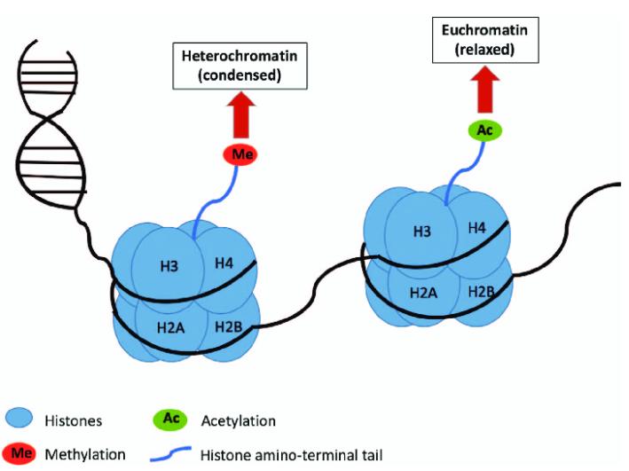 Histone methylation and acetylation