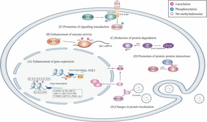 Lactylation Modifications in Epigenetic Regulation and Immune Modulation